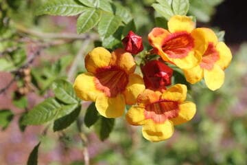 Tecoma 'Sparky'