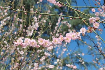 Prunus mume