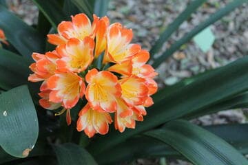 Clivia miniata