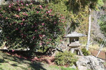 Camellia hiemalis 'Kanjiro'