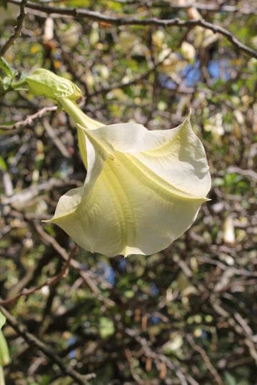 Brugmansia 'Betty Marshall'