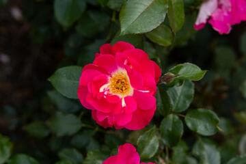 Rosa 'Winifred Coulter'