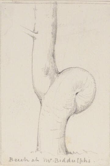 Trunk of a Beech Tree