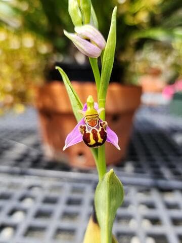 Ophrys holosericea ssp. holosericea
