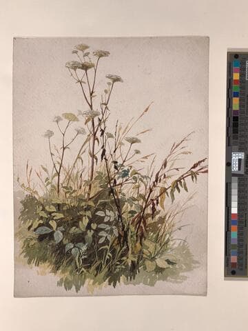 Grasses, Study of Daucus and Polygonum