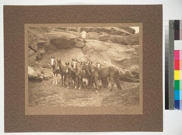 Wild Horses on the Painted Desert