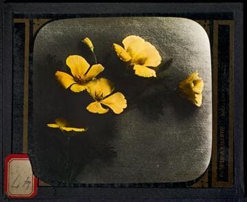 Still life of California poppies