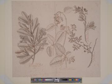 Study of Four Botanical Specimens