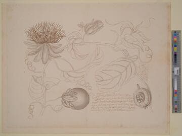 Botanical Study of Fruit, Vine, Flower and Seed Pod