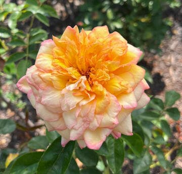 Rosa 'Centennial Star'