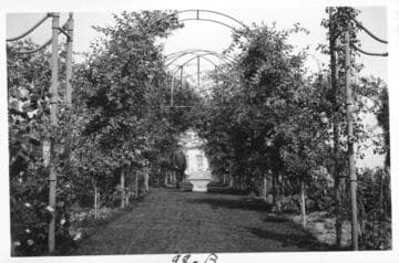 Henry E. Huntington in the rose garden, circa 1916