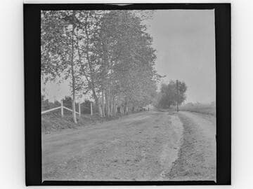 Tree-lined country road