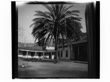 Palm tree and adobe buildings behind Plaza Church, Los Angeles