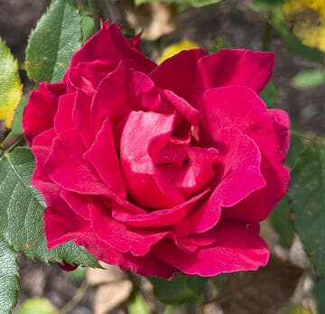 Rosa 'Red Talisman'
