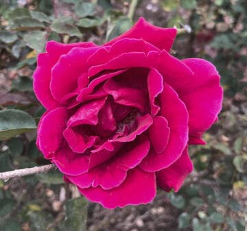 Rosa 'New Yorker'
