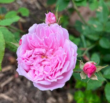 Rosa 'Pink Pet'