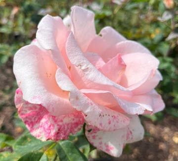 Rosa 'Flamingo'