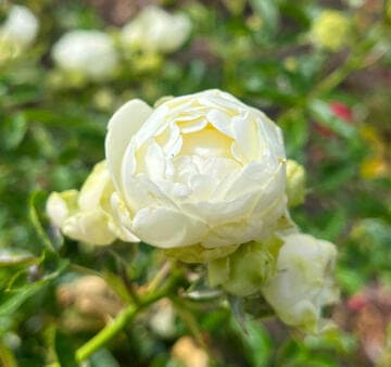 Rosa 'White Koster'