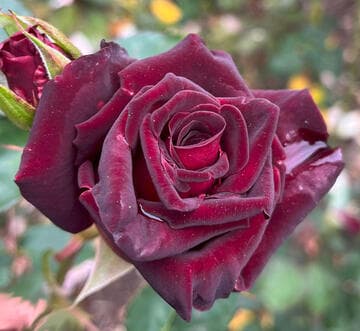 Rosa 'Black Baccara'