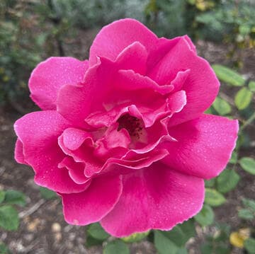 Rosa 'Beverly Hills'