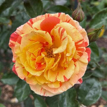 Rosa 'Oranges & Lemons'