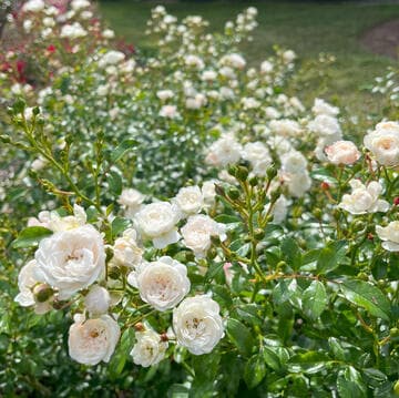 Rosa 'Crystal Fairy'