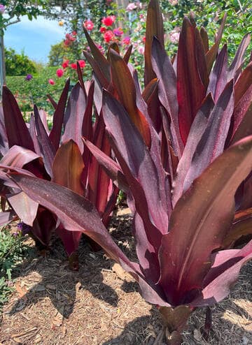 Eucomis comosa 'Sparkling Burgundy'