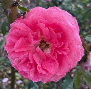 Rosa 'Candy Spelling'