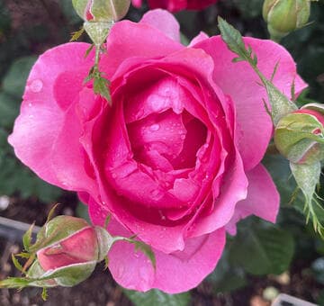 Rosa 'All Dressed Up'