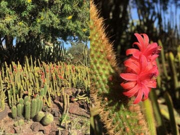 Cleistocactus winteri x C. samaipatanus