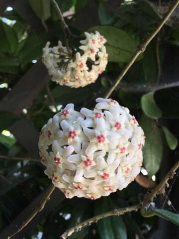 Hoya carnosa