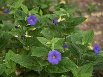 Thunbergia battiscombei
