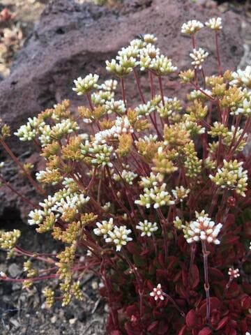 Crassula pubescens ssp. radicans