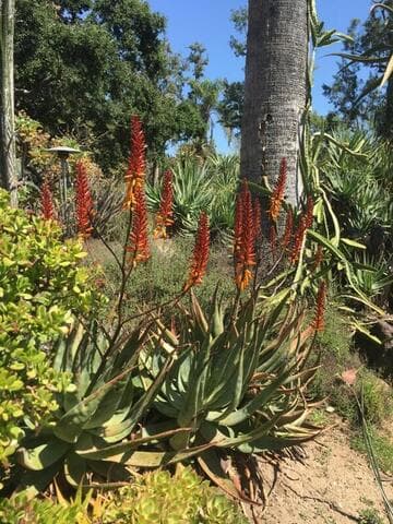 Aloe 'Sailor's Warning'