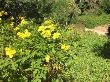 Tecoma stans [Lydia™] = 'Gtolydia'