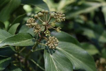 Hedera colchica 'Arborescens'