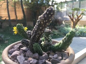 Echidnopsis cereiformis