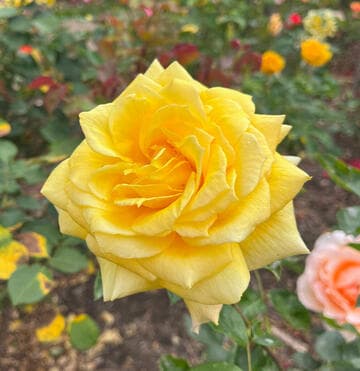 Rosa 'King's Ransom'