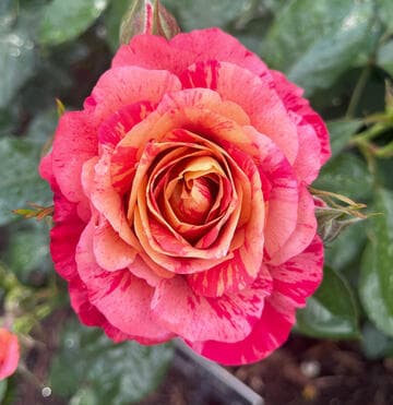 Rosa 'Frida Kahlo'