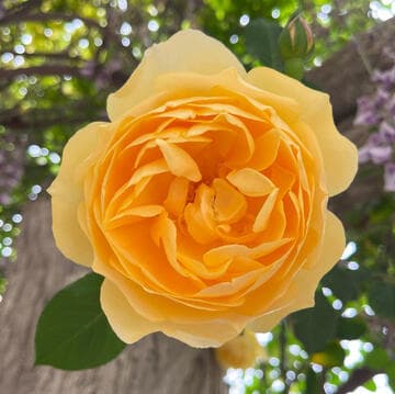 Rosa 'Graham Thomas'