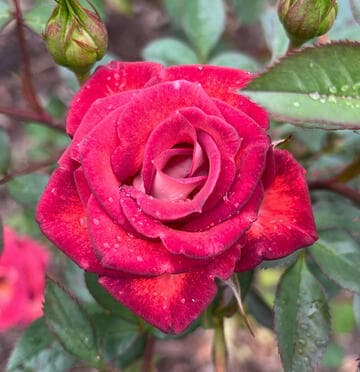 Rosa 'Cinnamon Girl'