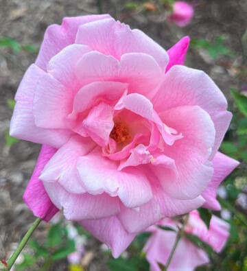 Rosa 'La Sylphide'