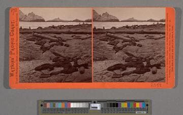 Sea Lions, West End, Farallone Islands