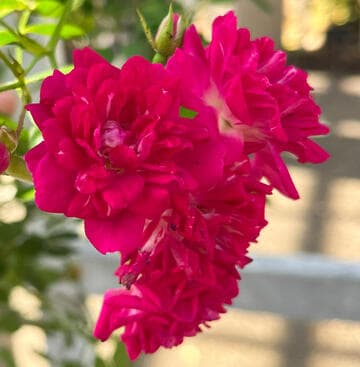 Rosa 'Perennial Blue'