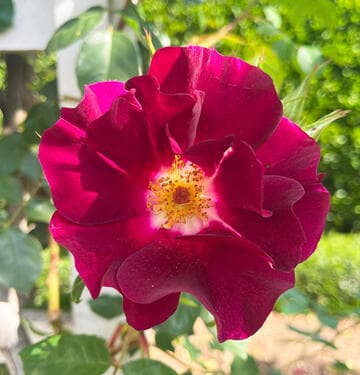 Rosa 'Night Owl'