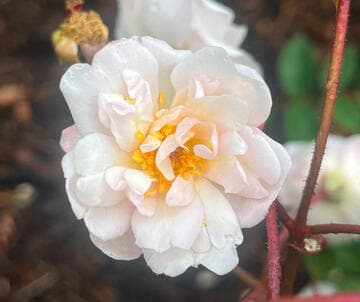 Rosa 'Marie Pavié'