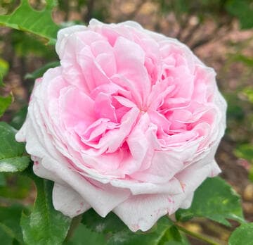 Rosa 'Margaret Dickson'