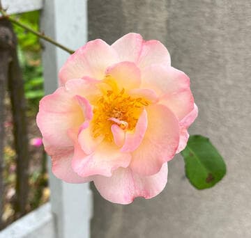 Rosa 'Lady of the Dawn'