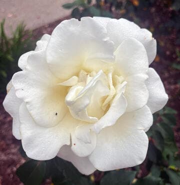 Rosa 'John F. Kennedy'