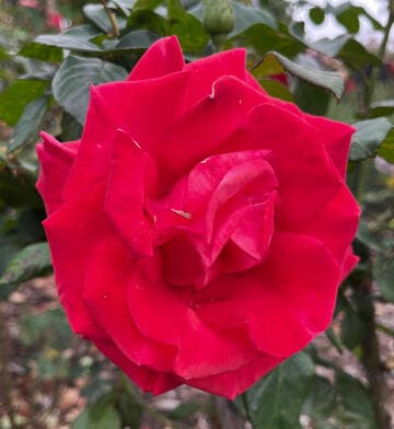 Rosa 'We Salute You'